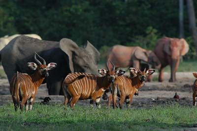 Ivindo National Park